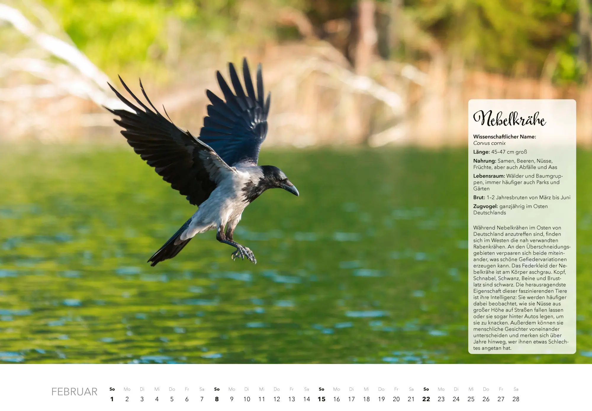 Bild: 9783966649759 | Unsere Gartenvögel Kalender 2026 | Kalender | 14 S. | Deutsch | 2026