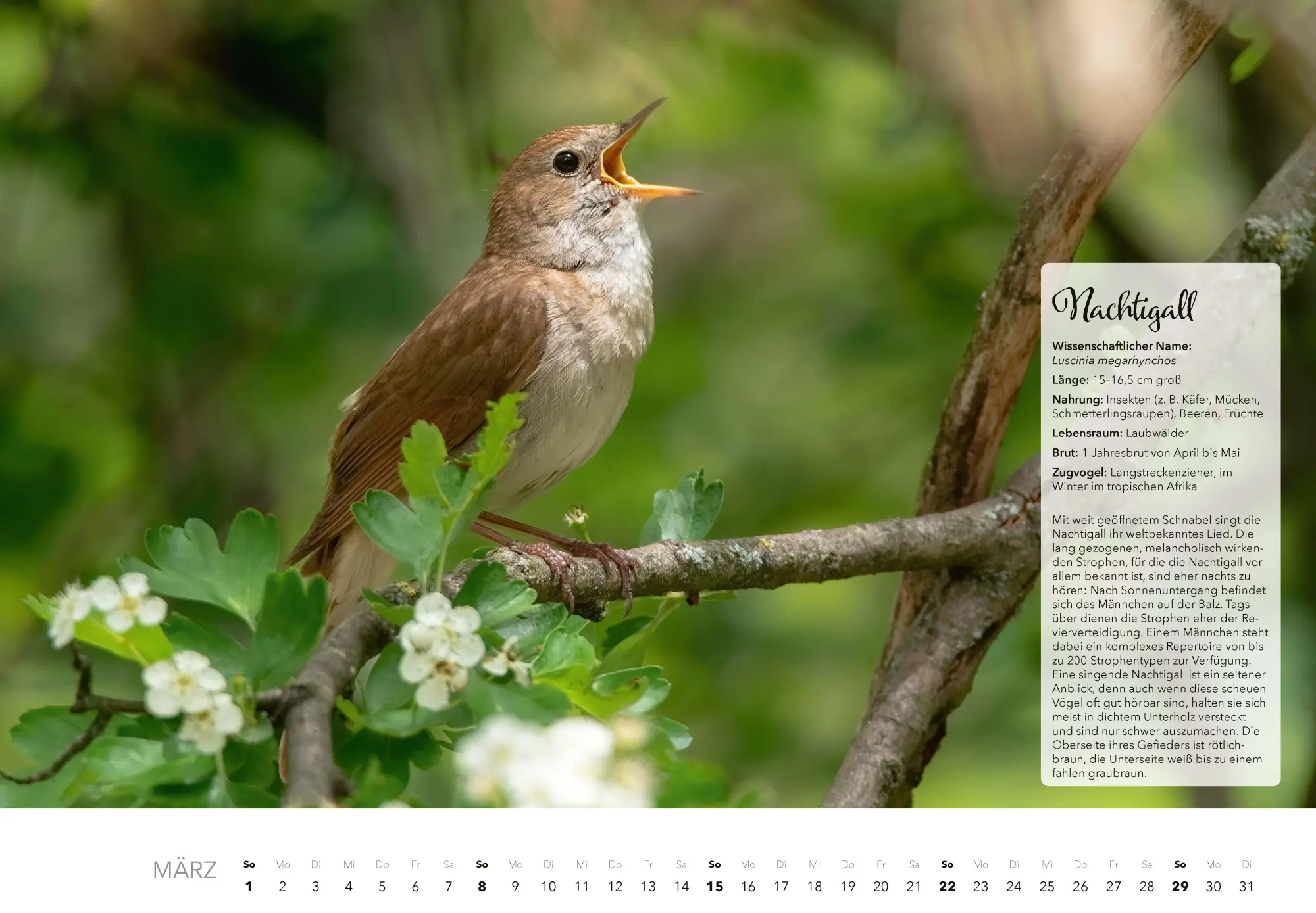 Bild: 9783966649759 | Unsere Gartenvögel Kalender 2026 | Kalender | 14 S. | Deutsch | 2026