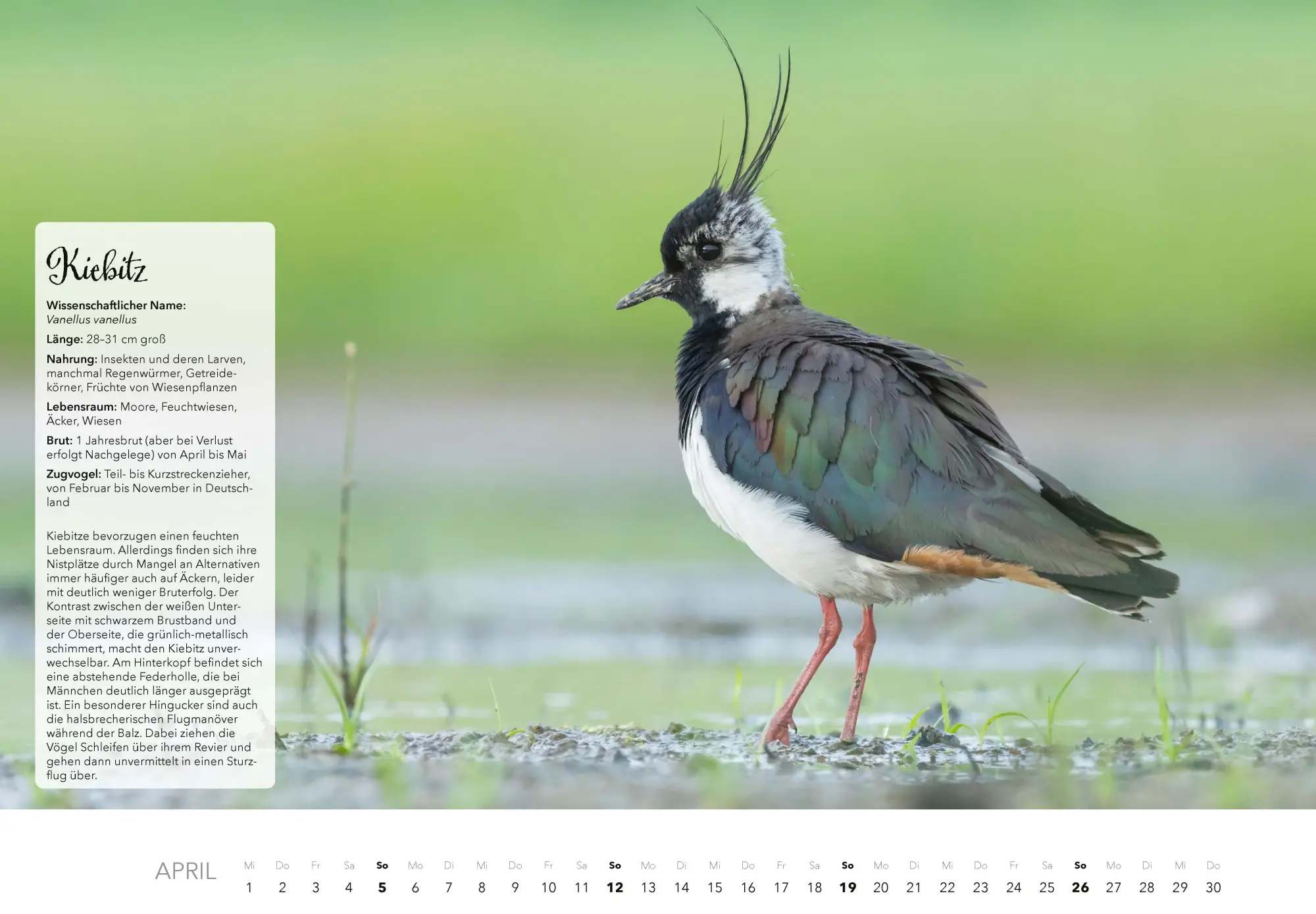 Bild: 9783966649759 | Unsere Gartenvögel Kalender 2026 | Kalender | 14 S. | Deutsch | 2026