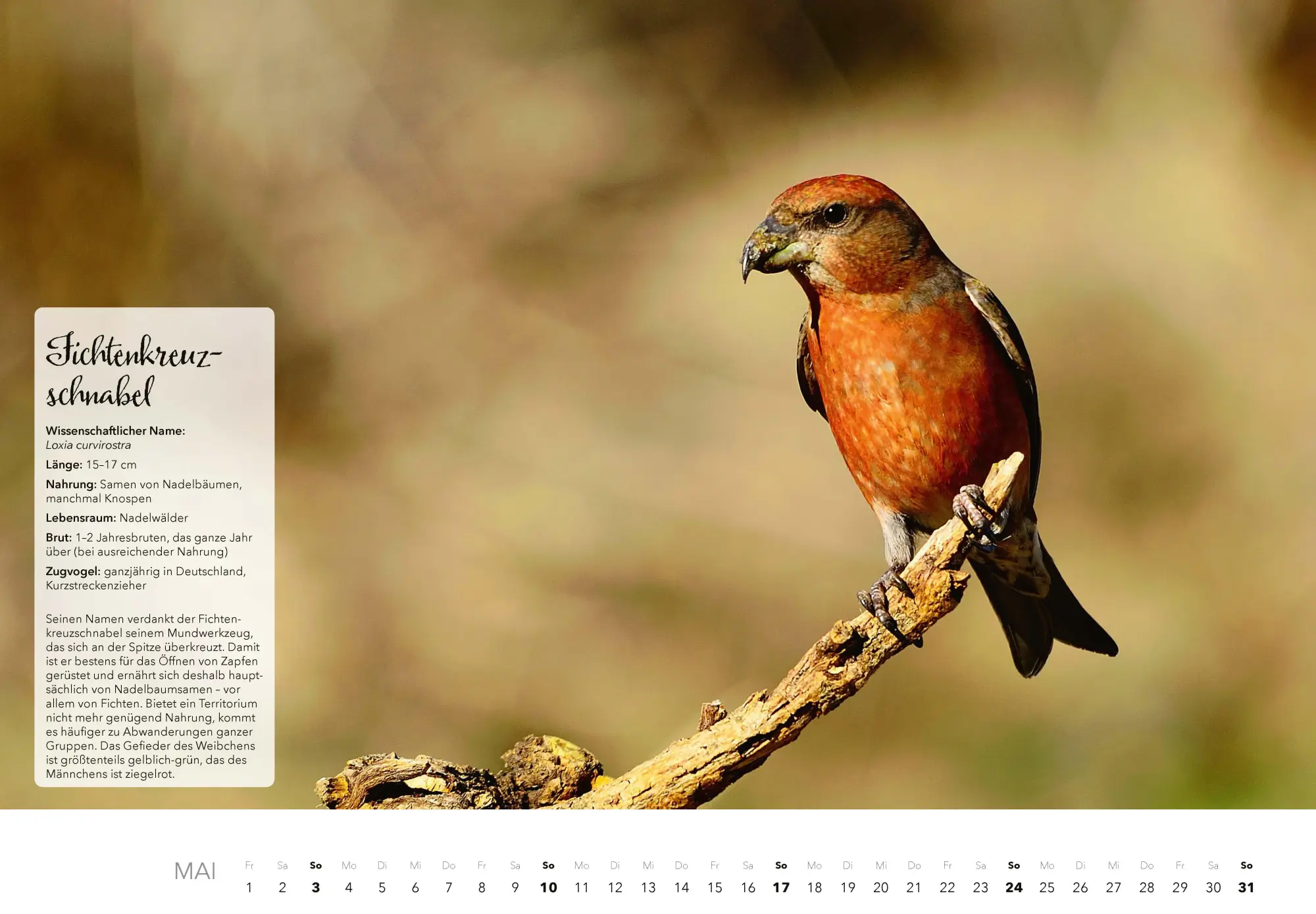 Bild: 9783966649759 | Unsere Gartenvögel Kalender 2026 | Kalender | 14 S. | Deutsch | 2026