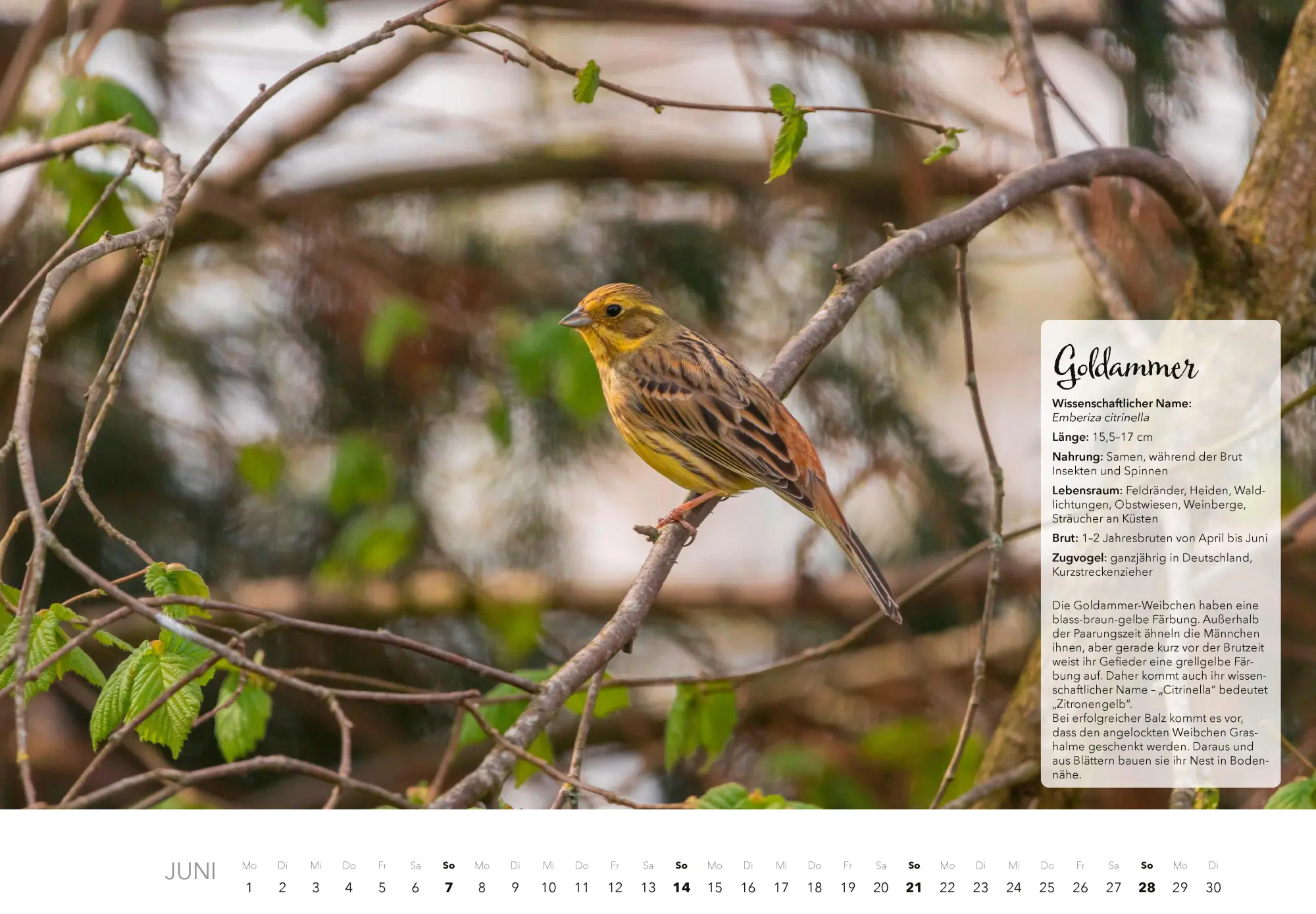 Bild: 9783966649759 | Unsere Gartenvögel Kalender 2026 | Kalender | 14 S. | Deutsch | 2026