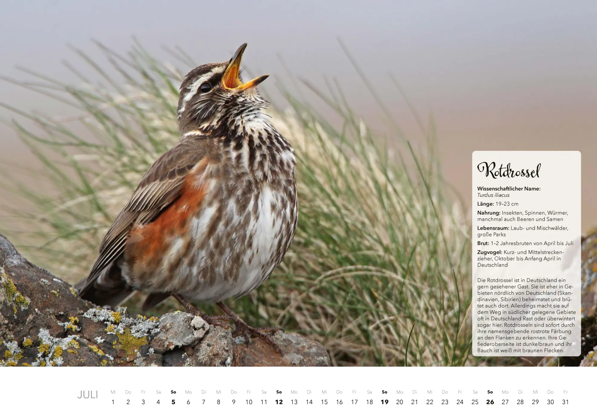 Bild: 9783966649759 | Unsere Gartenvögel Kalender 2026 | Kalender | 14 S. | Deutsch | 2026