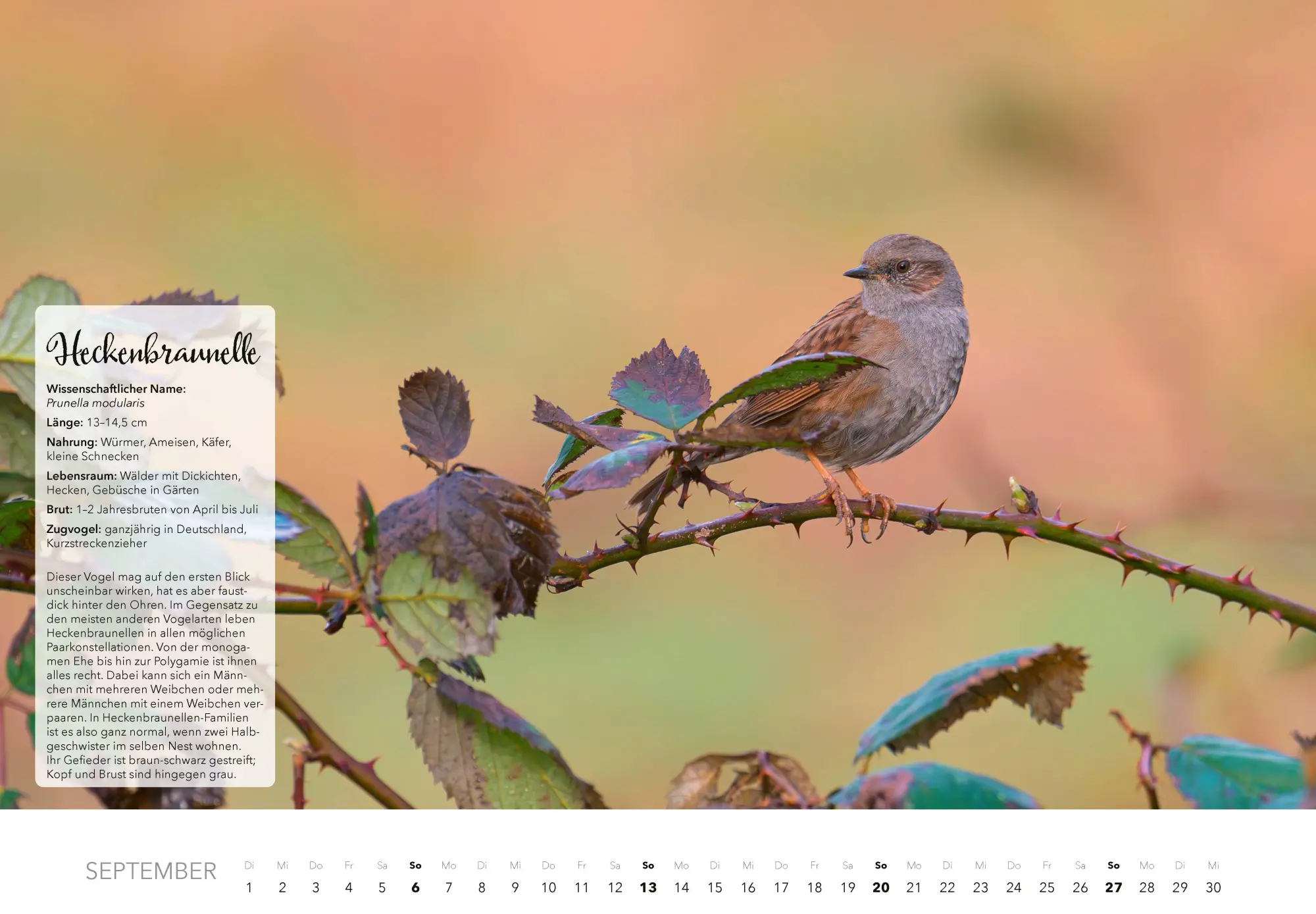 Bild: 9783966649759 | Unsere Gartenvögel Kalender 2026 | Kalender | 14 S. | Deutsch | 2026
