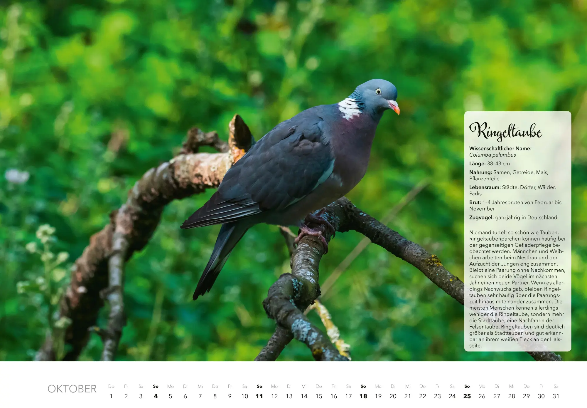 Bild: 9783966649759 | Unsere Gartenvögel Kalender 2026 | Kalender | 14 S. | Deutsch | 2026