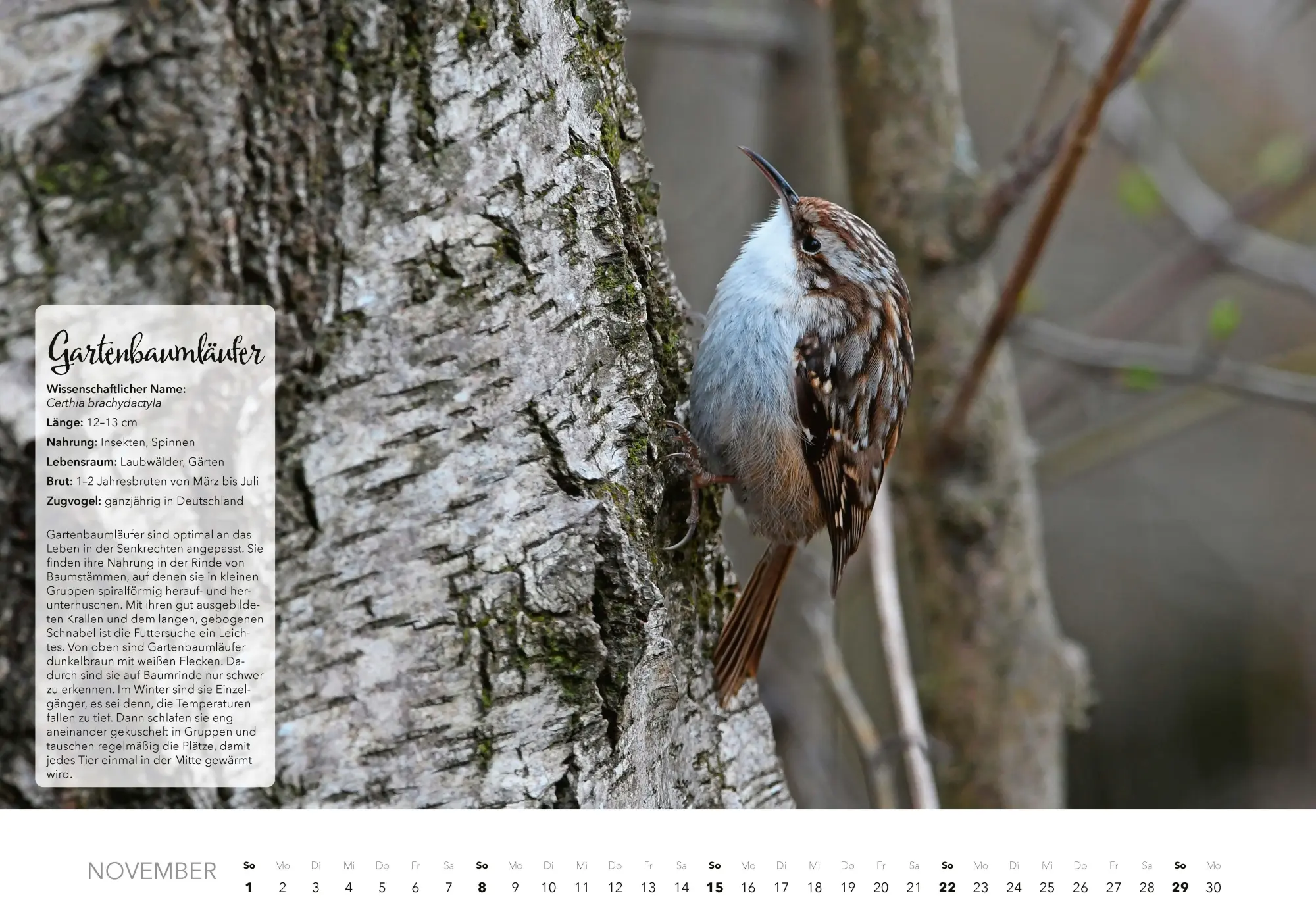 Bild: 9783966649759 | Unsere Gartenvögel Kalender 2026 | Kalender | 14 S. | Deutsch | 2026