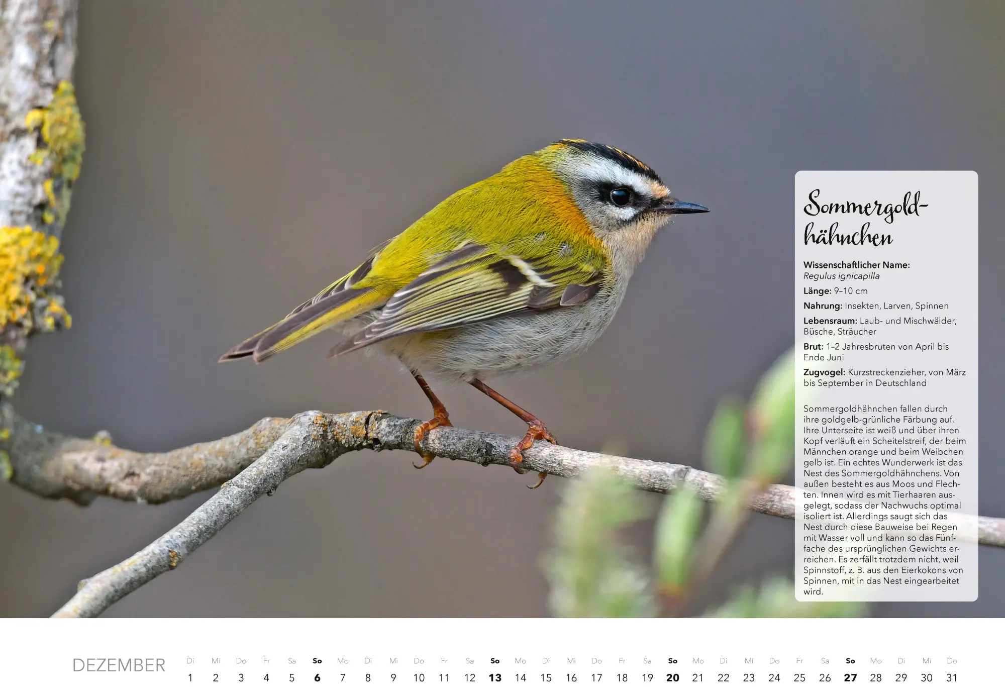 Bild: 9783966649759 | Unsere Gartenvögel Kalender 2026 | Kalender | 14 S. | Deutsch | 2026