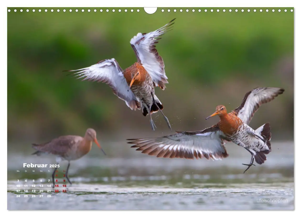 Bild: 9783435379859 | Wattvögel an der Friesischen IJsselmeerküste (Wandkalender 2025 DIN...