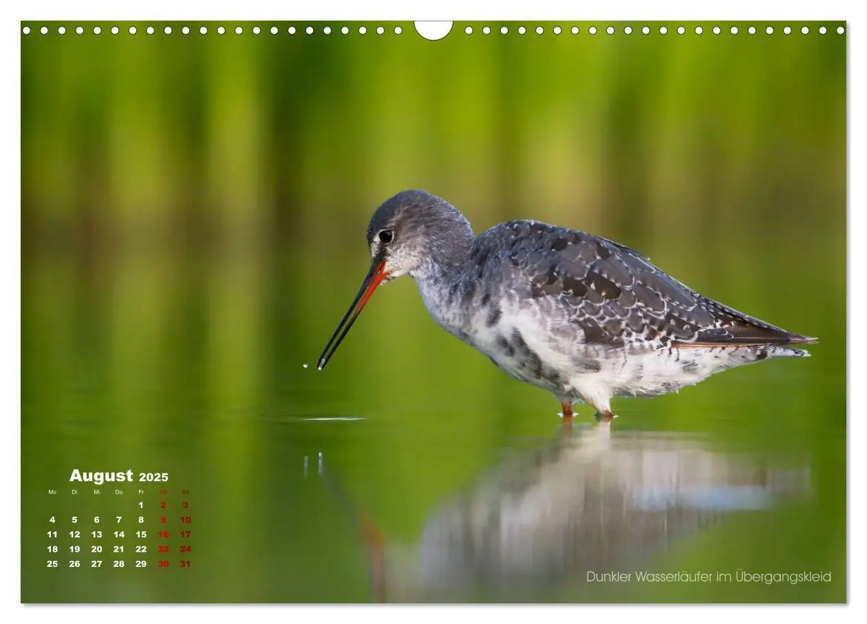 Bild: 9783435379859 | Wattvögel an der Friesischen IJsselmeerküste (Wandkalender 2025 DIN...