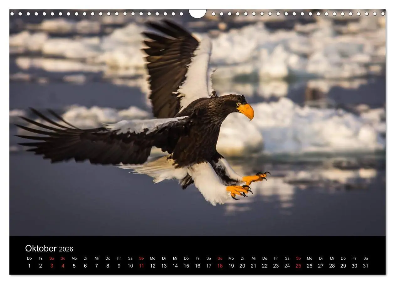 Bild: 9783516179859 | Seeadler - Könige der Lüfte (Wandkalender 2026 DIN A3 quer),...