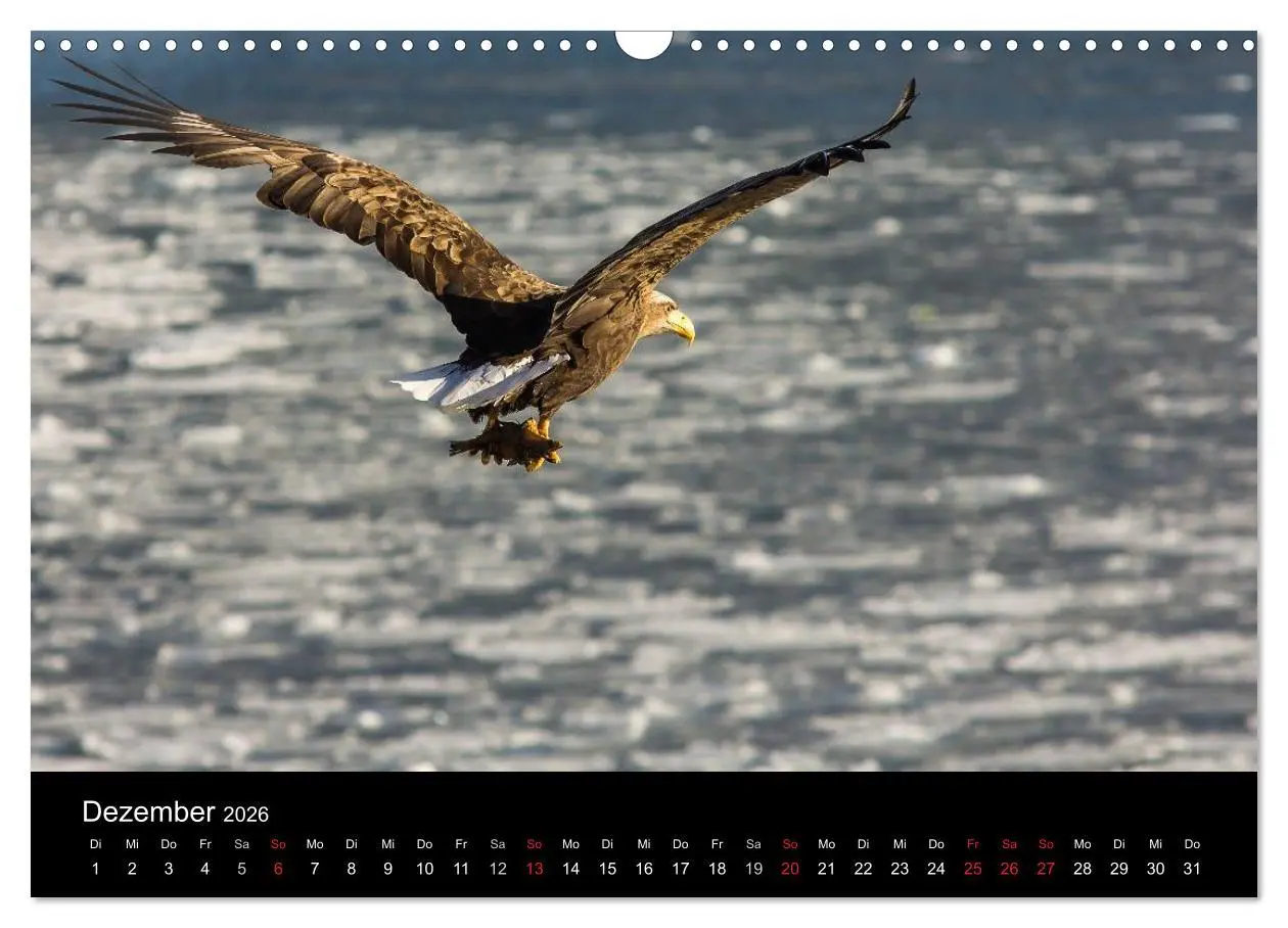 Bild: 9783516179859 | Seeadler - Könige der Lüfte (Wandkalender 2026 DIN A3 quer),...