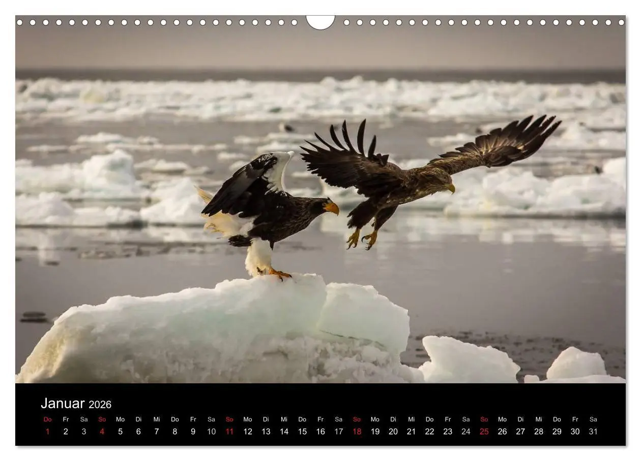 Bild: 9783516179859 | Seeadler - Könige der Lüfte (Wandkalender 2026 DIN A3 quer),...