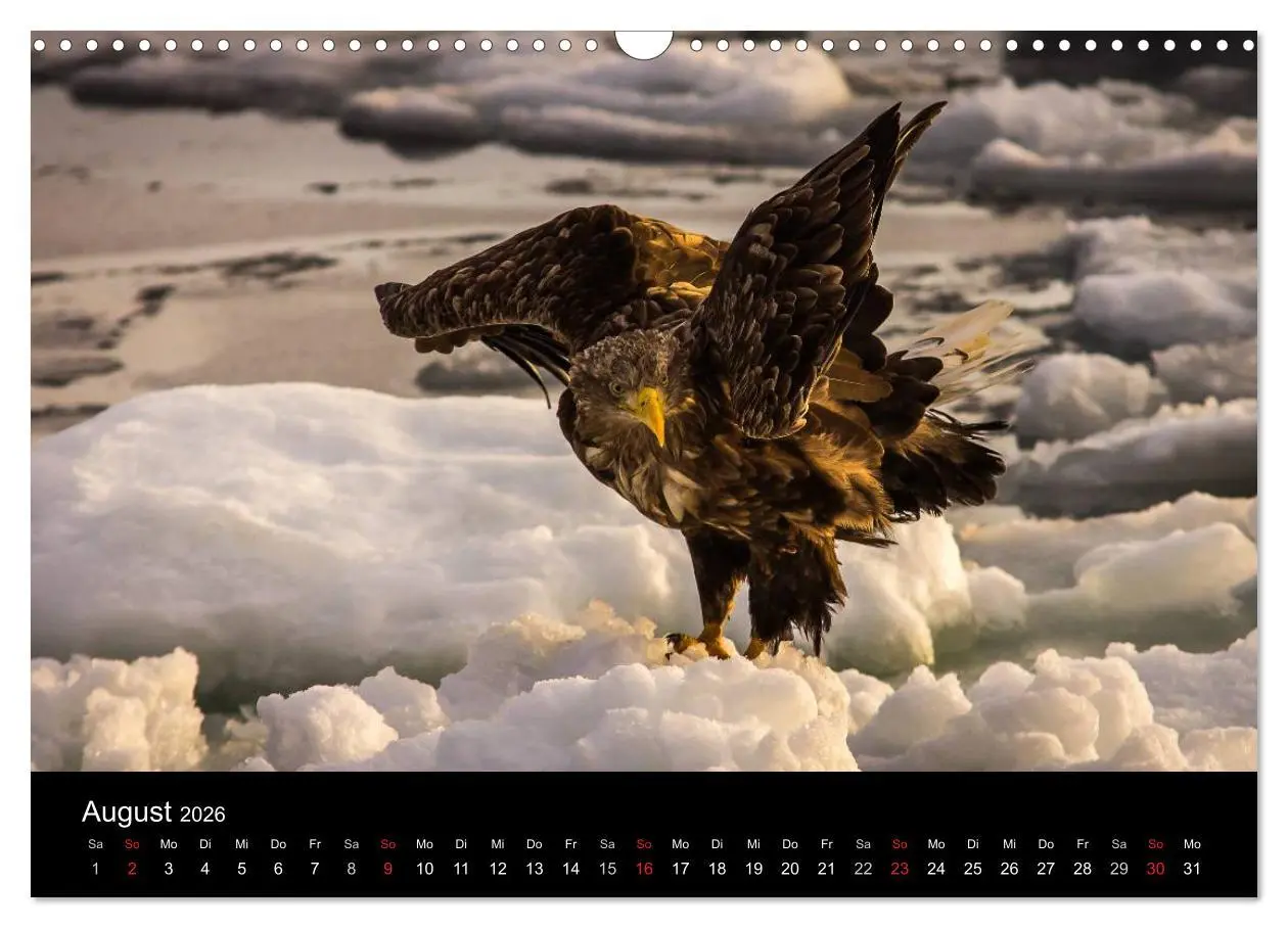 Bild: 9783516179859 | Seeadler - Könige der Lüfte (Wandkalender 2026 DIN A3 quer),...