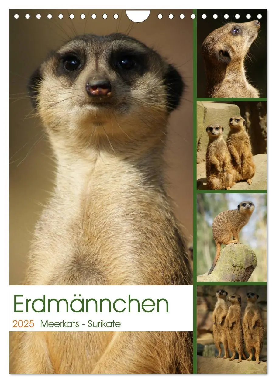 Cover: 9783457090060 | Erdmännchen-Meerkats-Surikate (Wandkalender 2025 DIN A4 hoch),...