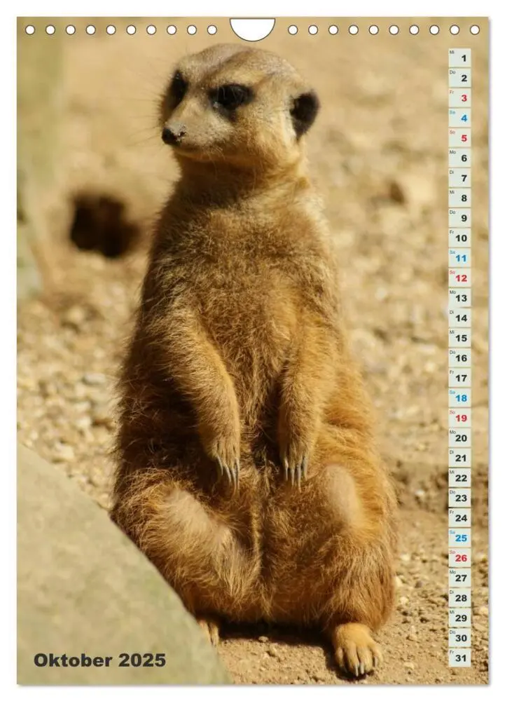 Bild: 9783457090060 | Erdmännchen-Meerkats-Surikate (Wandkalender 2025 DIN A4 hoch),...
