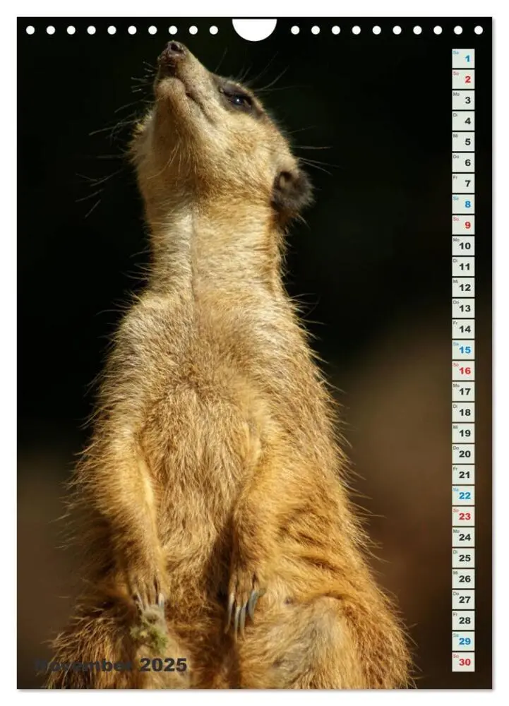Bild: 9783457090060 | Erdmännchen-Meerkats-Surikate (Wandkalender 2025 DIN A4 hoch),...
