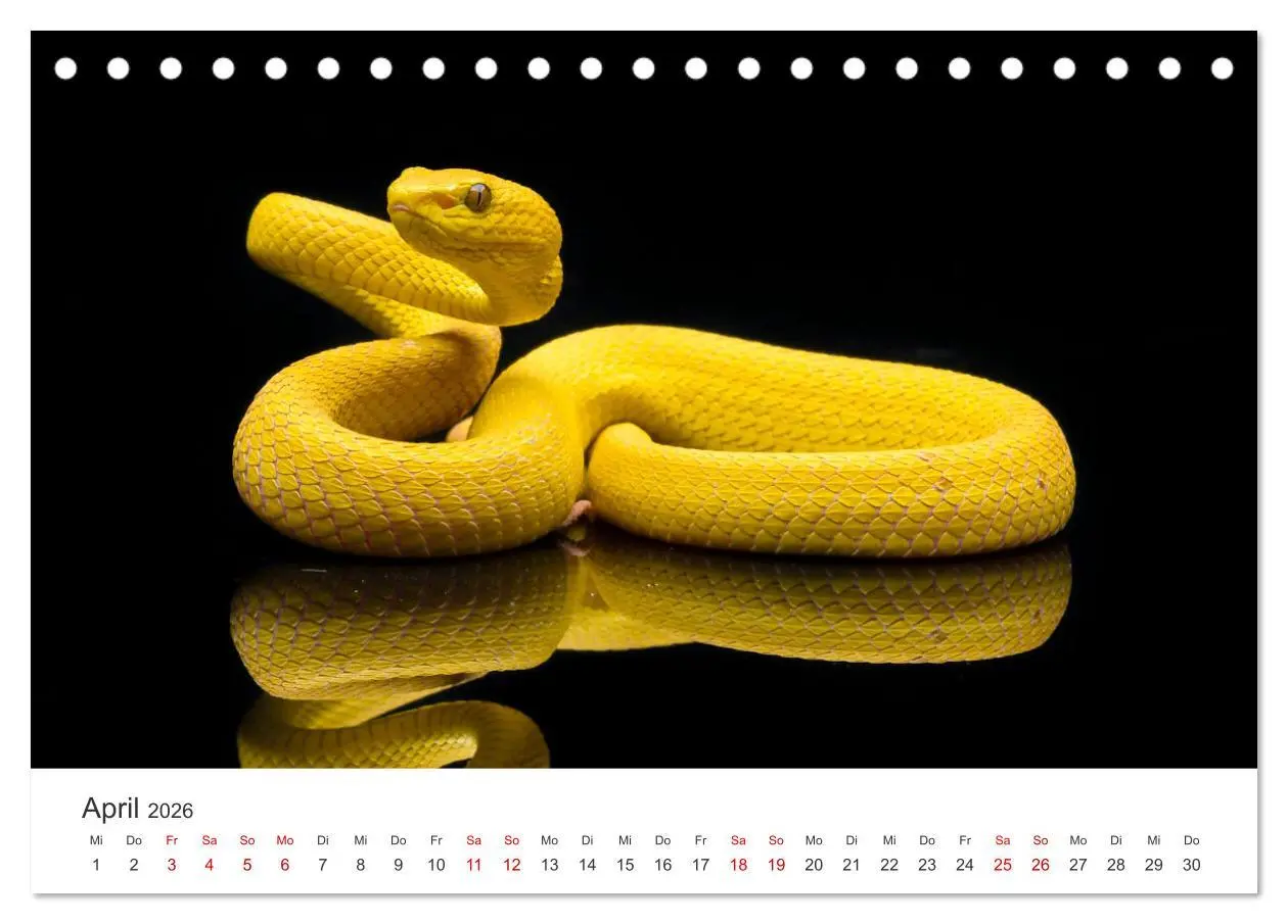 Bild: 9783457540060 | Faszination Schlangen (Tischkalender 2026 DIN A5 quer), CALVENDO...