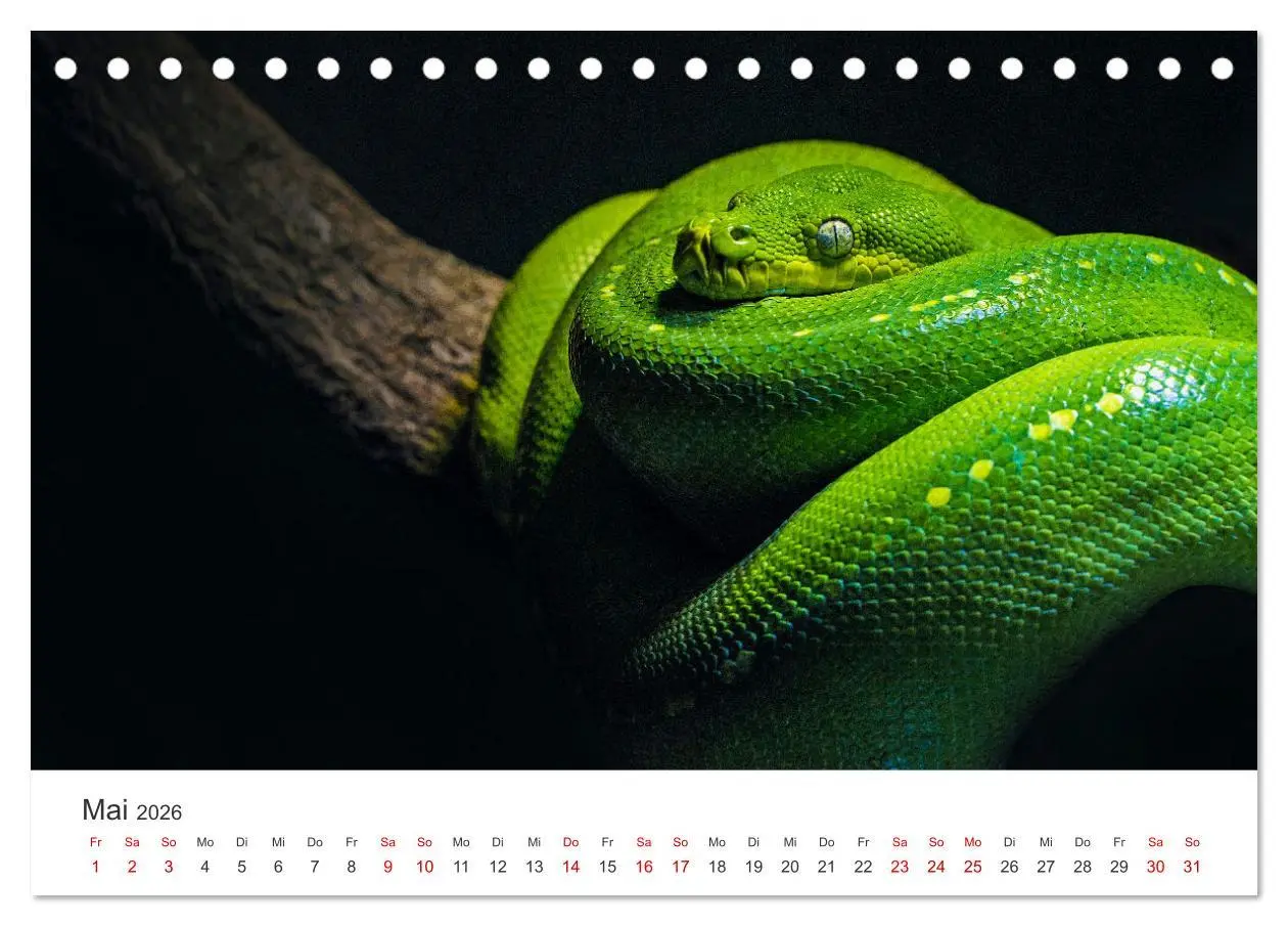 Bild: 9783457540060 | Faszination Schlangen (Tischkalender 2026 DIN A5 quer), CALVENDO...