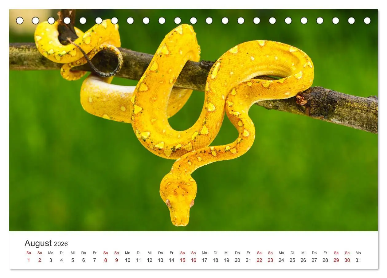 Bild: 9783457540060 | Faszination Schlangen (Tischkalender 2026 DIN A5 quer), CALVENDO...