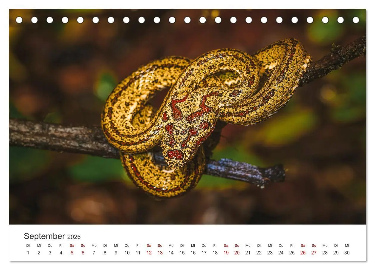 Bild: 9783457540060 | Faszination Schlangen (Tischkalender 2026 DIN A5 quer), CALVENDO...