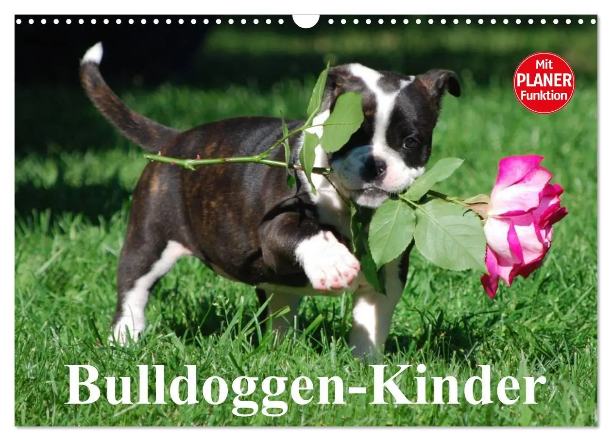 Cover: 9783516000160 | Bulldoggen-Kinder (Wandkalender 2026 DIN A3 quer), CALVENDO...