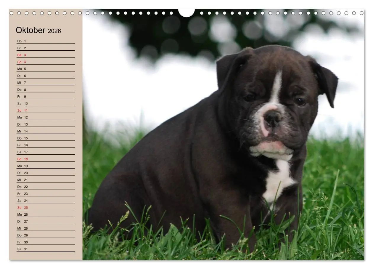 Bild: 9783516000160 | Bulldoggen-Kinder (Wandkalender 2026 DIN A3 quer), CALVENDO...