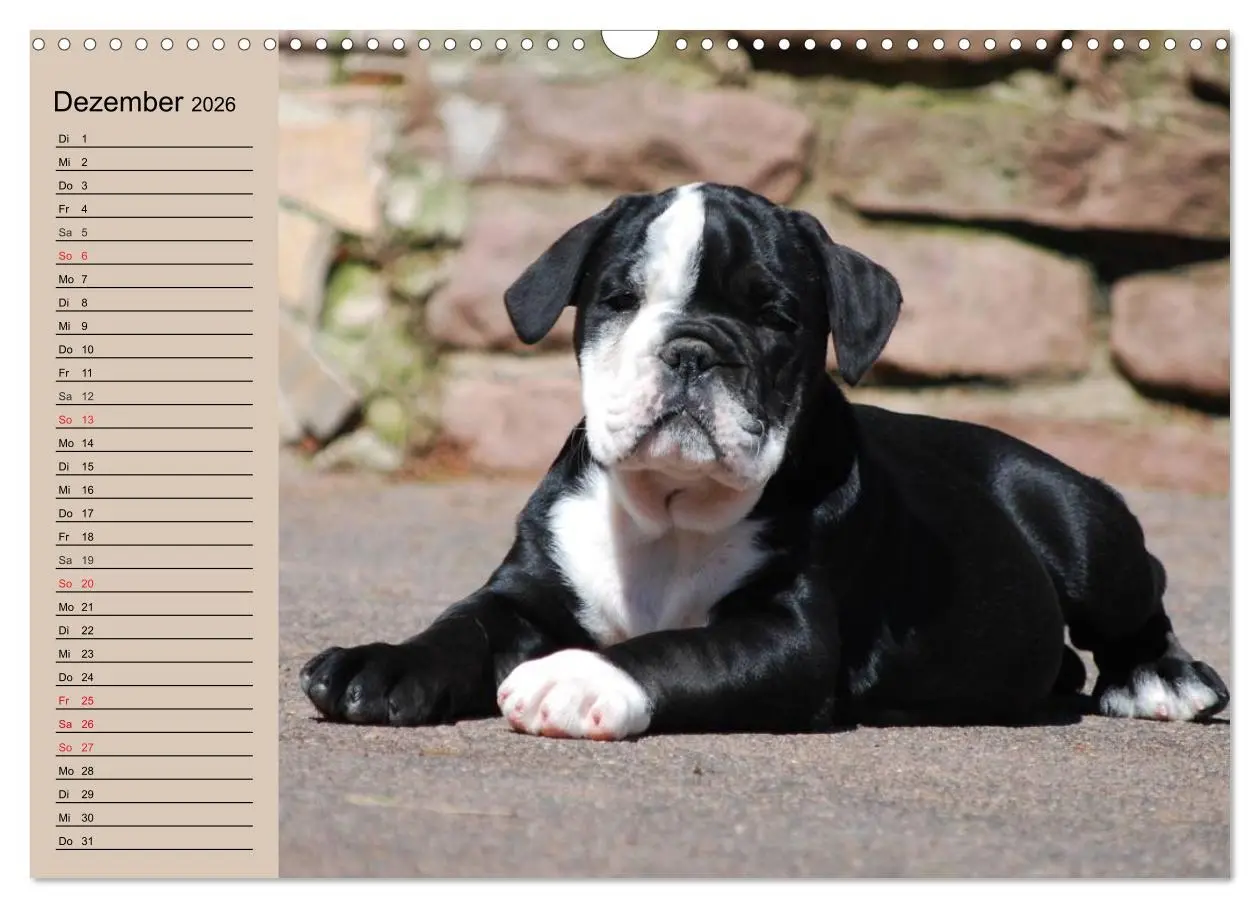 Bild: 9783516000160 | Bulldoggen-Kinder (Wandkalender 2026 DIN A3 quer), CALVENDO...