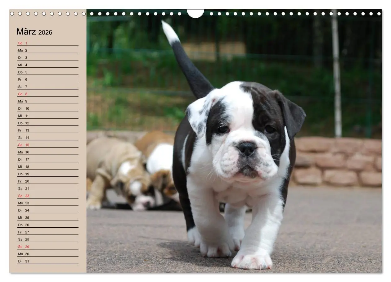 Bild: 9783516000160 | Bulldoggen-Kinder (Wandkalender 2026 DIN A3 quer), CALVENDO...