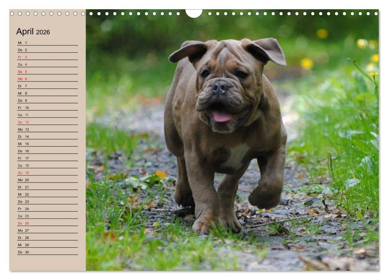 Bild: 9783516000160 | Bulldoggen-Kinder (Wandkalender 2026 DIN A3 quer), CALVENDO...