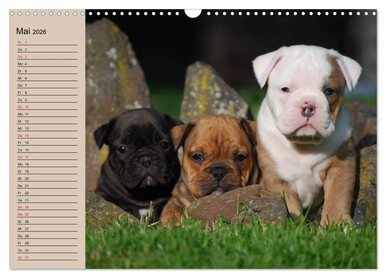 Bild: 9783516000160 | Bulldoggen-Kinder (Wandkalender 2026 DIN A3 quer), CALVENDO...