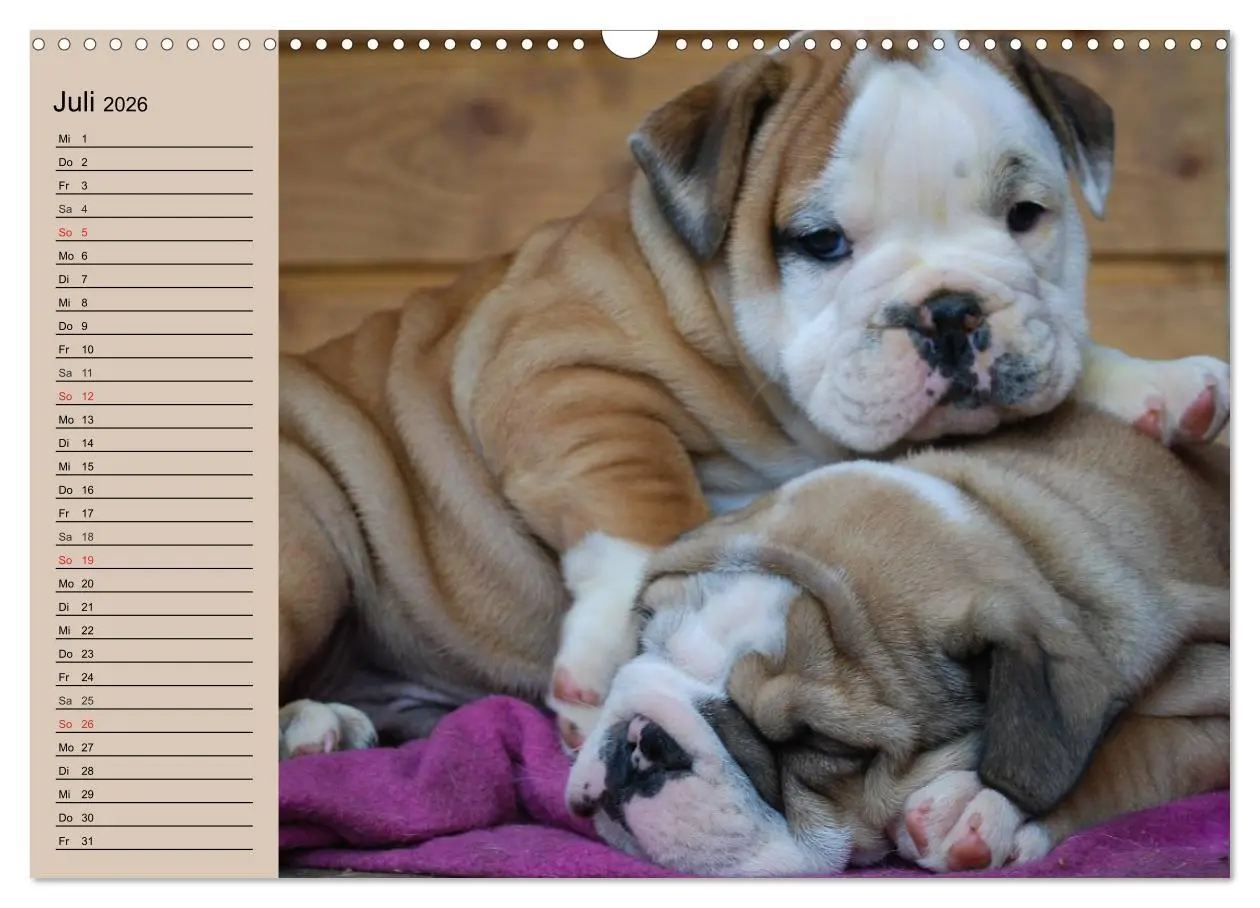 Bild: 9783516000160 | Bulldoggen-Kinder (Wandkalender 2026 DIN A3 quer), CALVENDO...