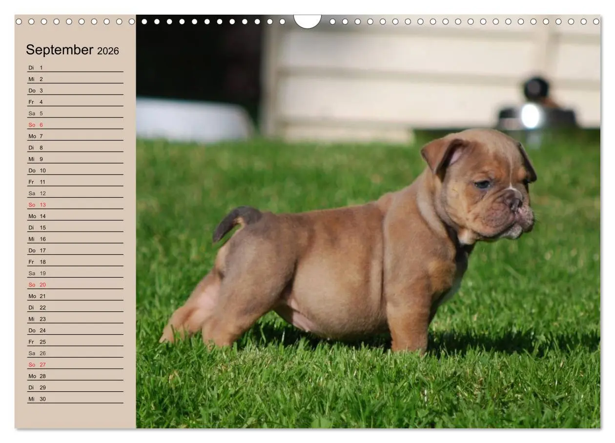 Bild: 9783516000160 | Bulldoggen-Kinder (Wandkalender 2026 DIN A3 quer), CALVENDO...