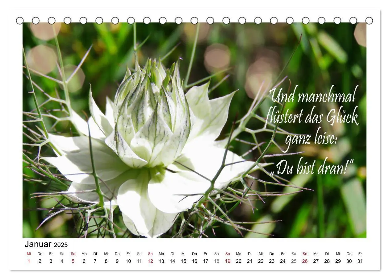 Bild: 9783435120260 | Weiße Blüten, weise Worte (Tischkalender 2025 DIN A5 quer),...