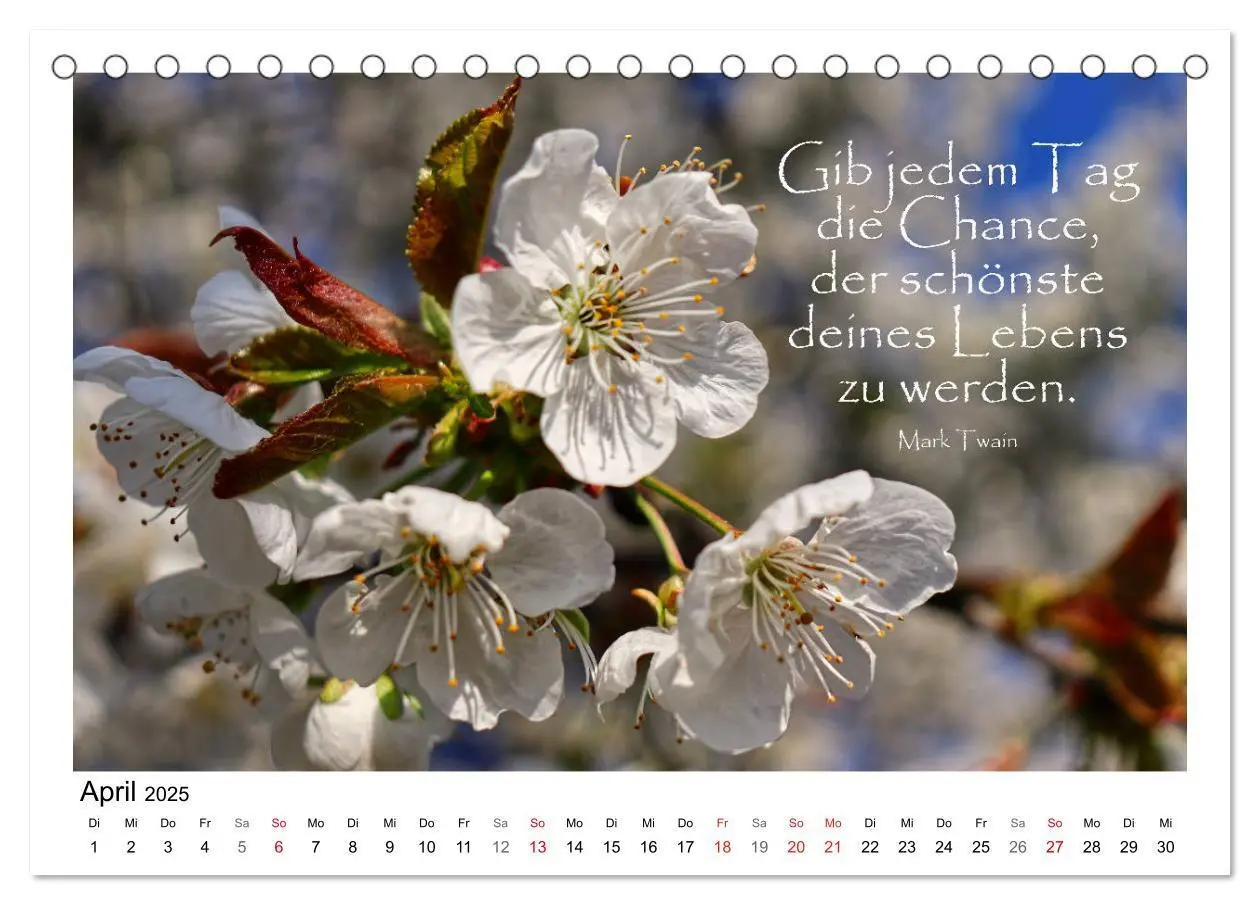 Bild: 9783435120260 | Weiße Blüten, weise Worte (Tischkalender 2025 DIN A5 quer),...