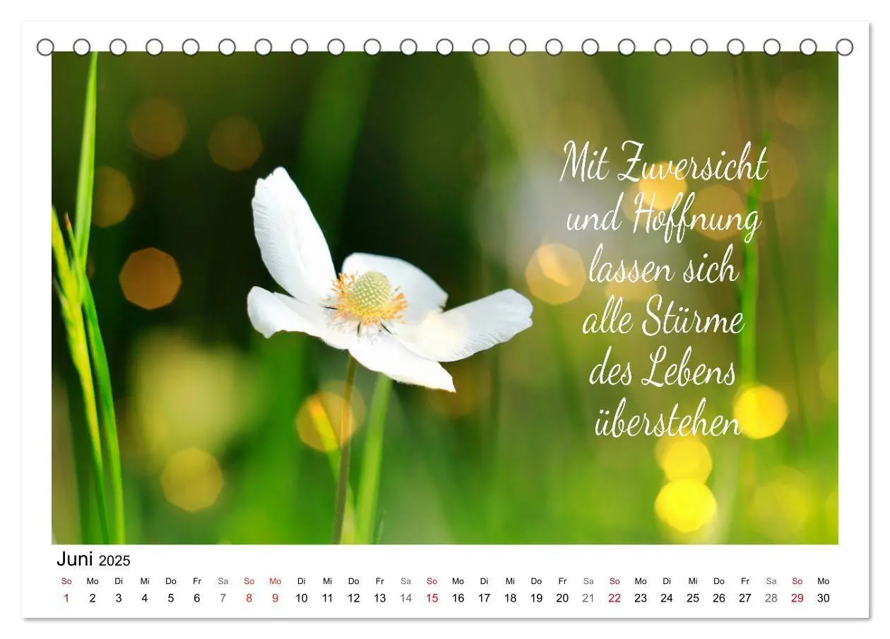 Bild: 9783435120260 | Weiße Blüten, weise Worte (Tischkalender 2025 DIN A5 quer),...