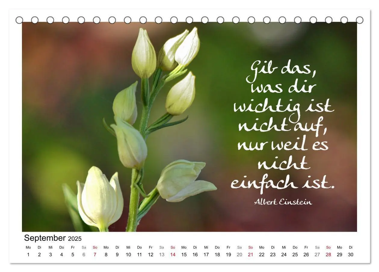 Bild: 9783435120260 | Weiße Blüten, weise Worte (Tischkalender 2025 DIN A5 quer),...