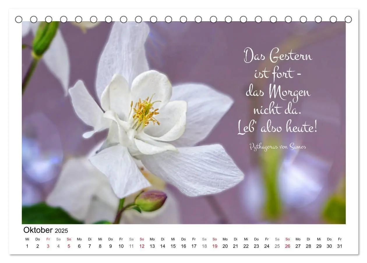 Bild: 9783435120260 | Weiße Blüten, weise Worte (Tischkalender 2025 DIN A5 quer),...