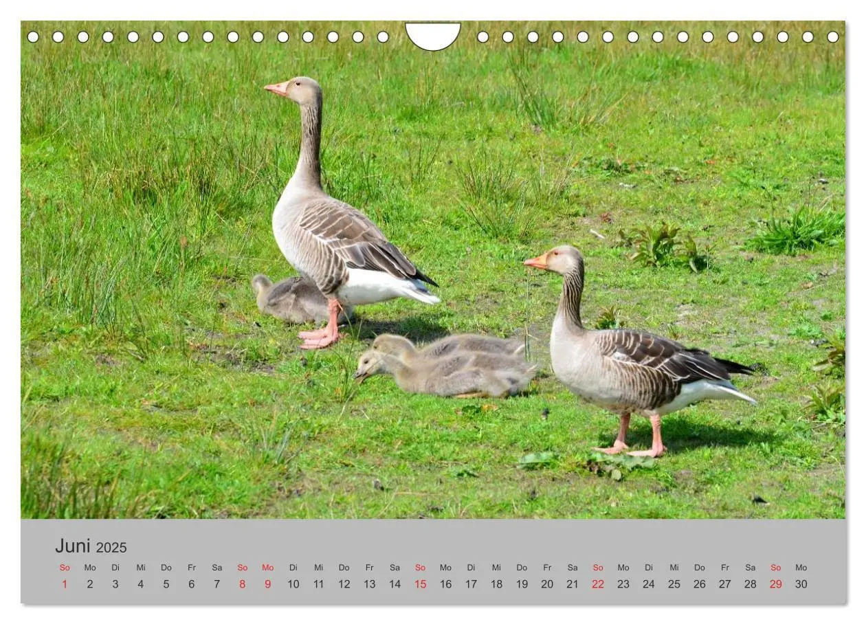 Bild: 9783435500260 | Impressionen von Texel (Wandkalender 2025 DIN A4 quer), CALVENDO...