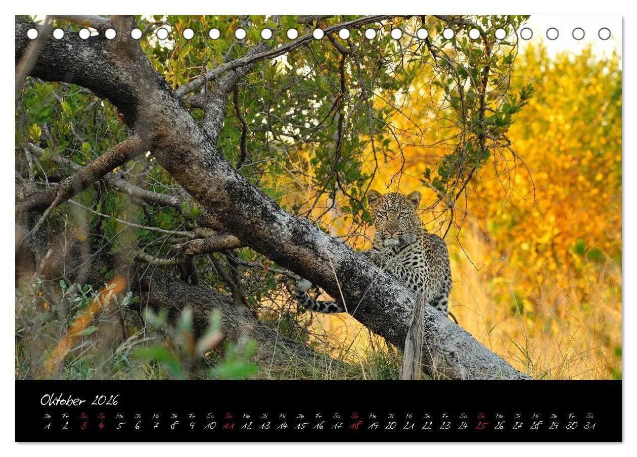 Bild: 9783516230260 | Südafrika (Tischkalender 2026 DIN A5 quer), CALVENDO Monatskalender