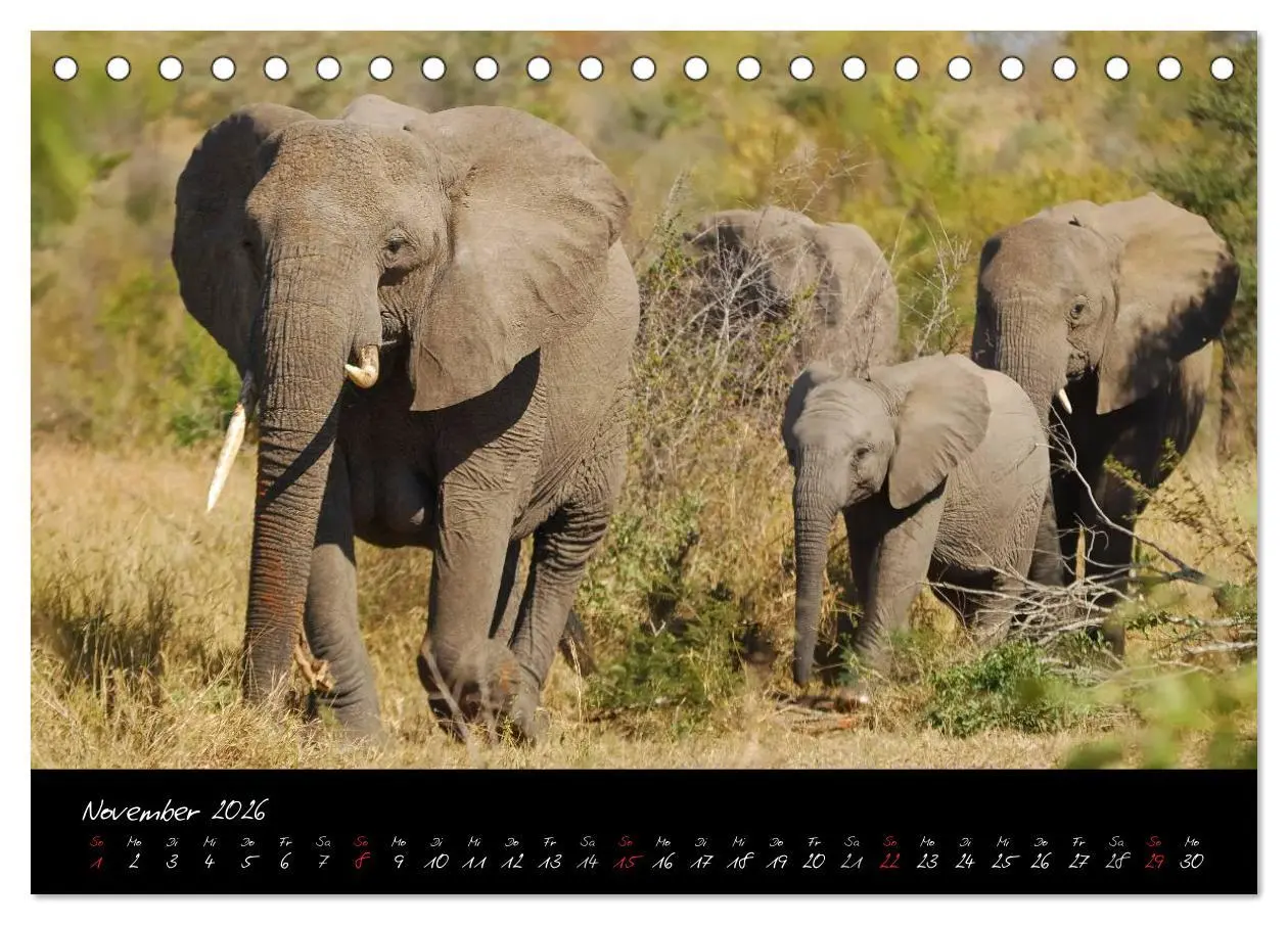 Bild: 9783516230260 | Südafrika (Tischkalender 2026 DIN A5 quer), CALVENDO Monatskalender