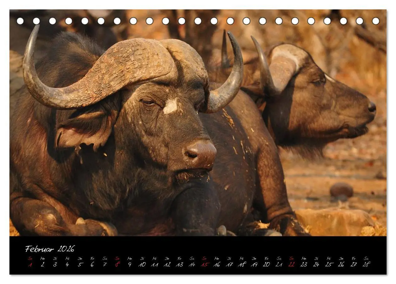 Bild: 9783516230260 | Südafrika (Tischkalender 2026 DIN A5 quer), CALVENDO Monatskalender