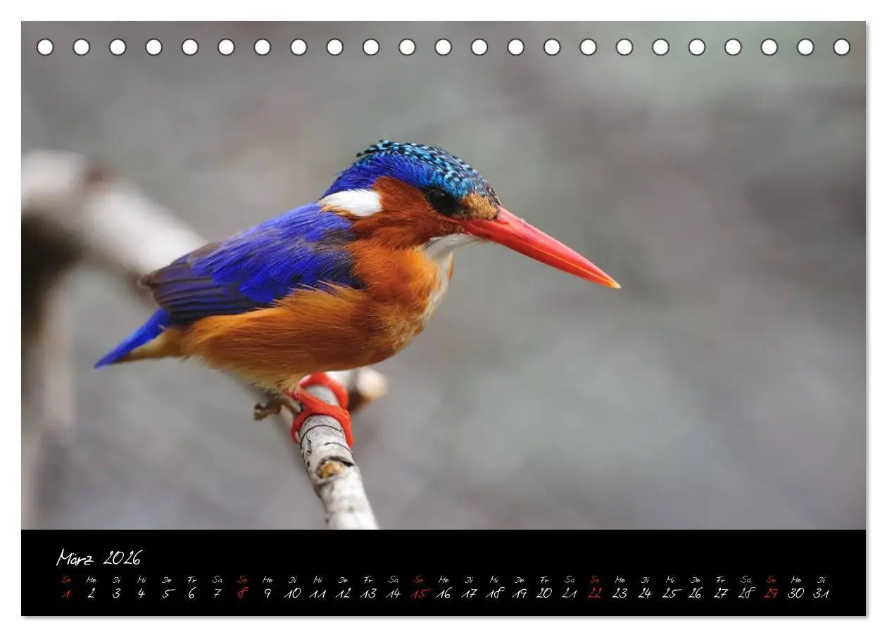 Bild: 9783516230260 | Südafrika (Tischkalender 2026 DIN A5 quer), CALVENDO Monatskalender