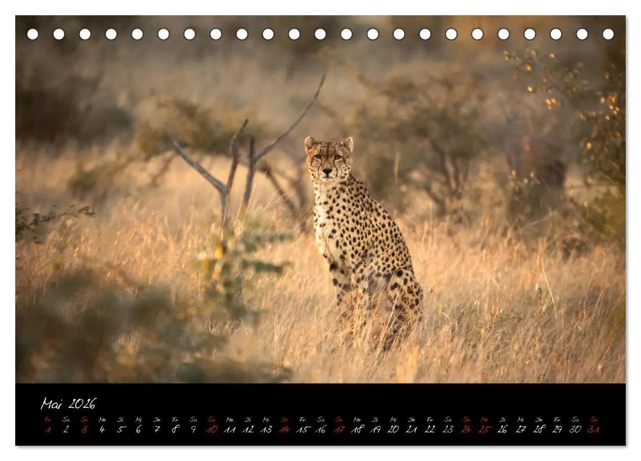 Bild: 9783516230260 | Südafrika (Tischkalender 2026 DIN A5 quer), CALVENDO Monatskalender
