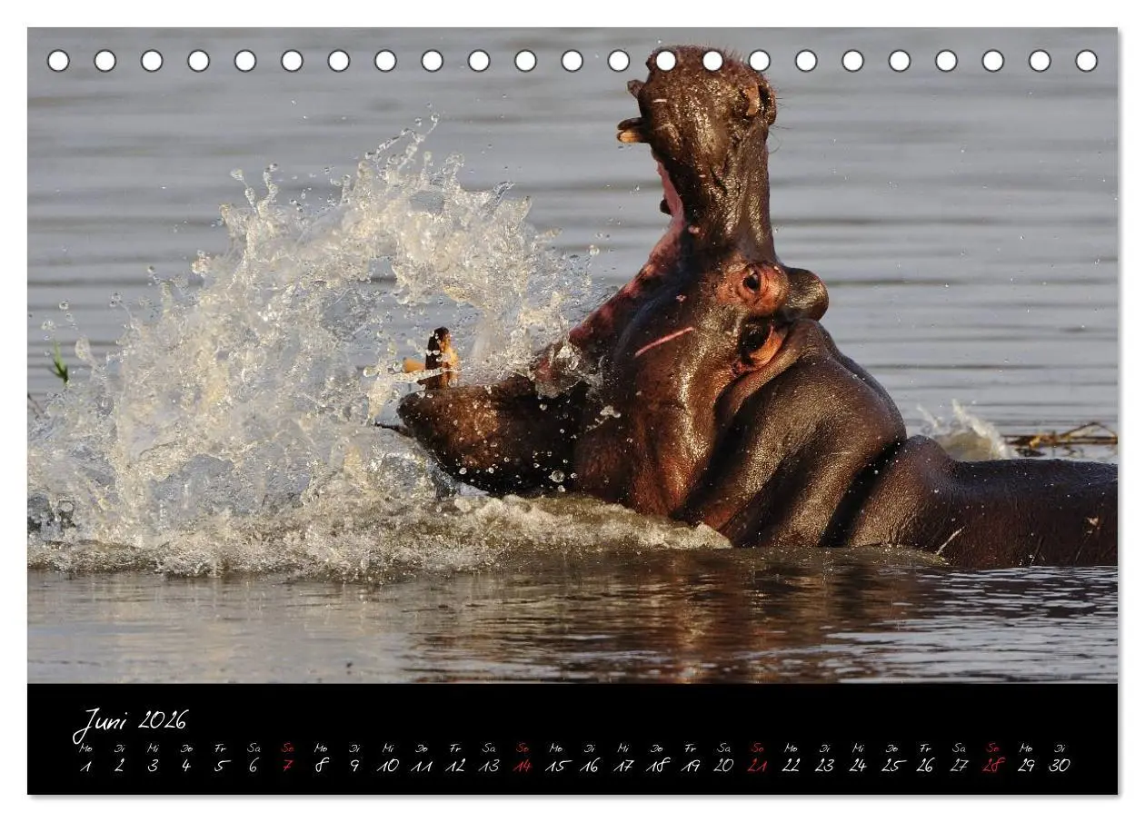 Bild: 9783516230260 | Südafrika (Tischkalender 2026 DIN A5 quer), CALVENDO Monatskalender