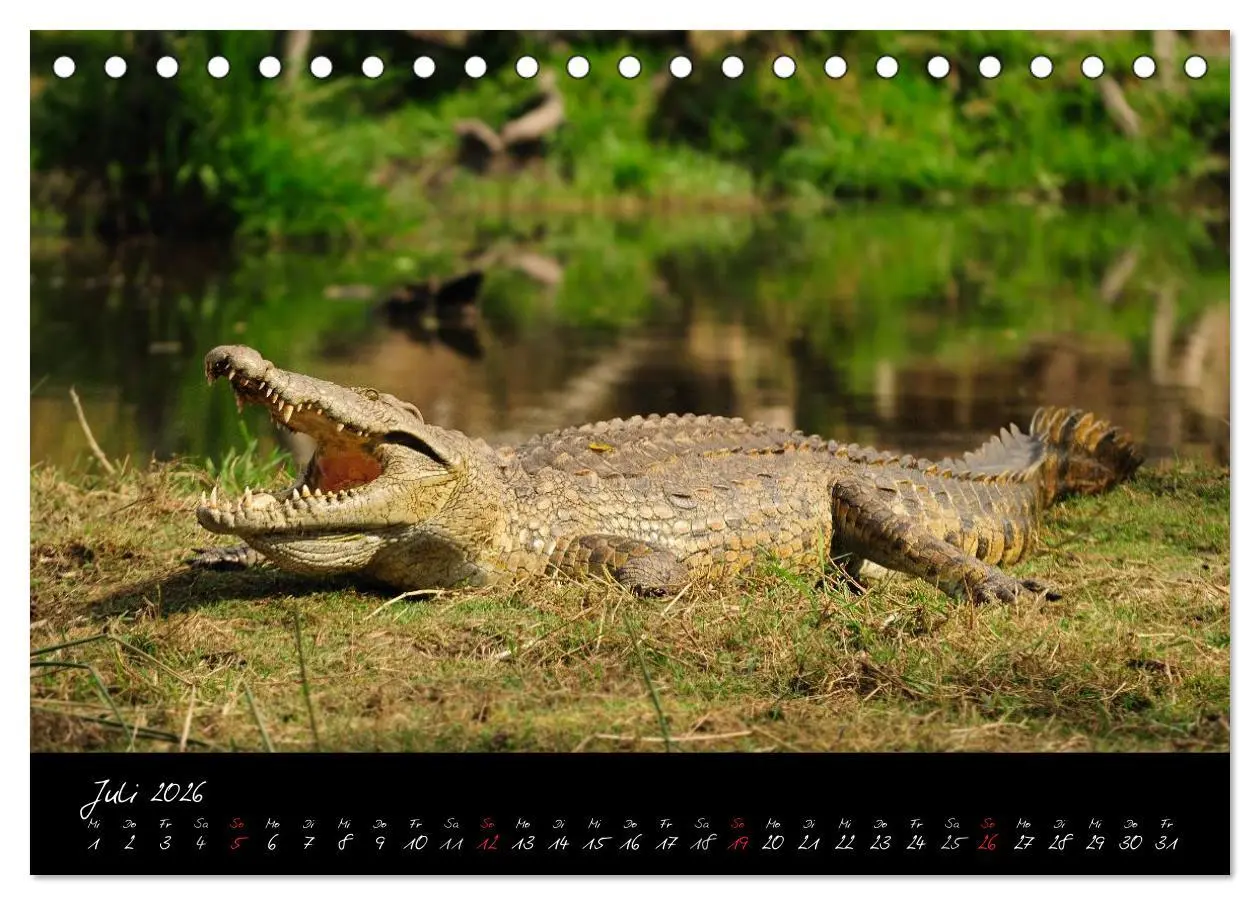 Bild: 9783516230260 | Südafrika (Tischkalender 2026 DIN A5 quer), CALVENDO Monatskalender