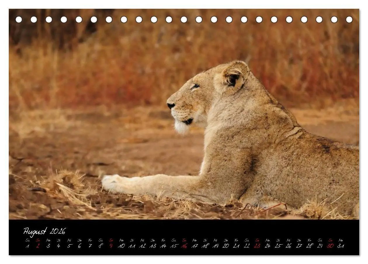 Bild: 9783516230260 | Südafrika (Tischkalender 2026 DIN A5 quer), CALVENDO Monatskalender