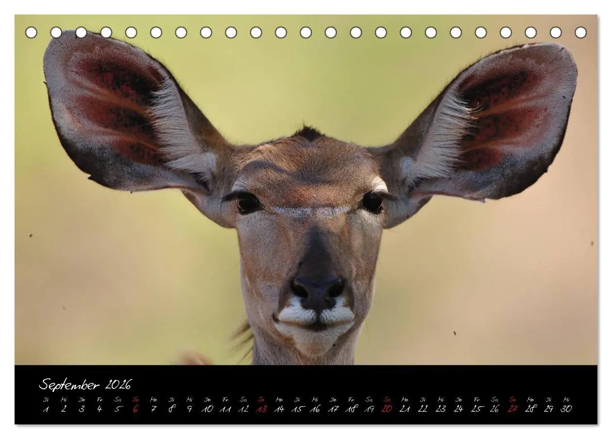 Bild: 9783516230260 | Südafrika (Tischkalender 2026 DIN A5 quer), CALVENDO Monatskalender