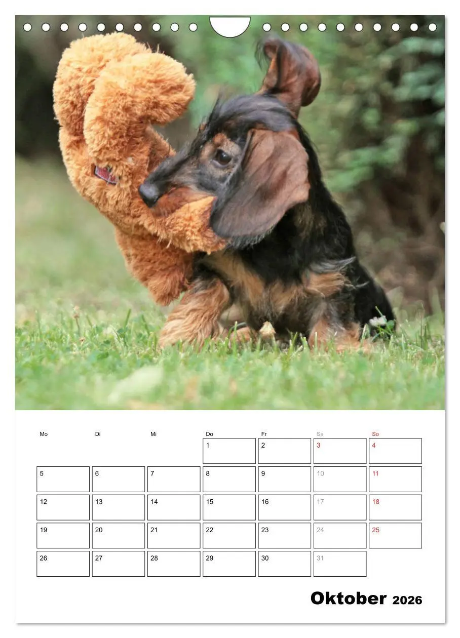 Bild: 9783516450460 | Geliebte Rabauken - Rauhaardackel (Wandkalender 2026 DIN A4 hoch),...