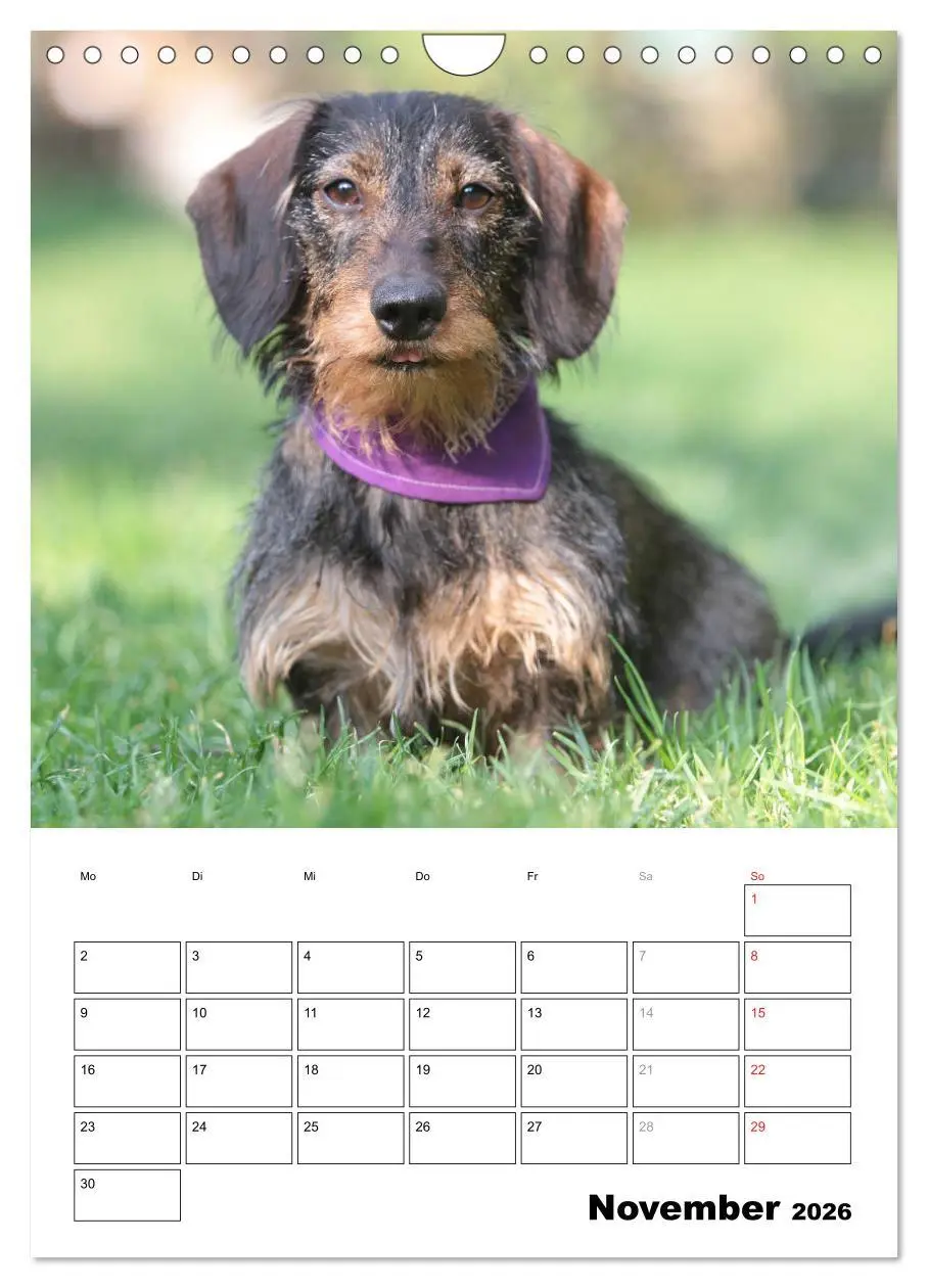 Bild: 9783516450460 | Geliebte Rabauken - Rauhaardackel (Wandkalender 2026 DIN A4 hoch),...