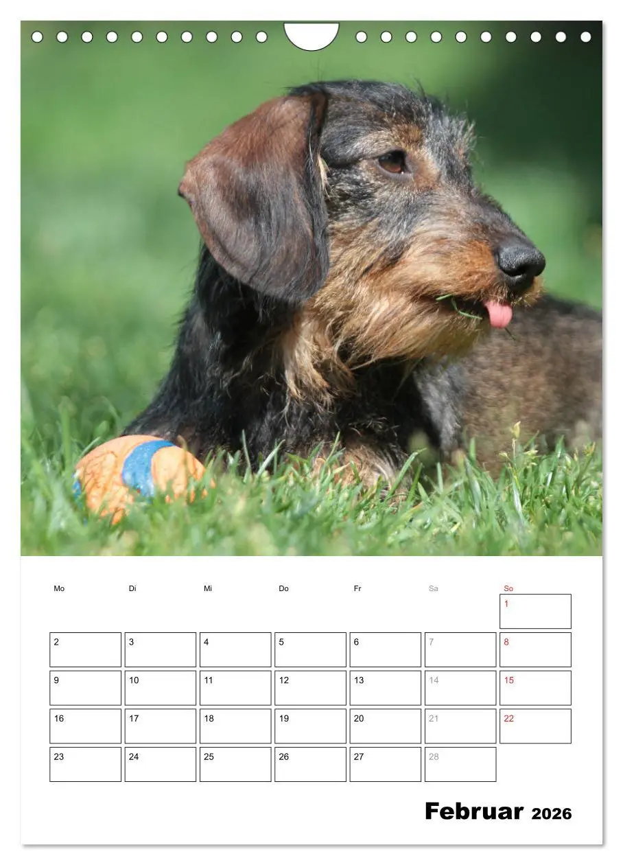 Bild: 9783516450460 | Geliebte Rabauken - Rauhaardackel (Wandkalender 2026 DIN A4 hoch),...