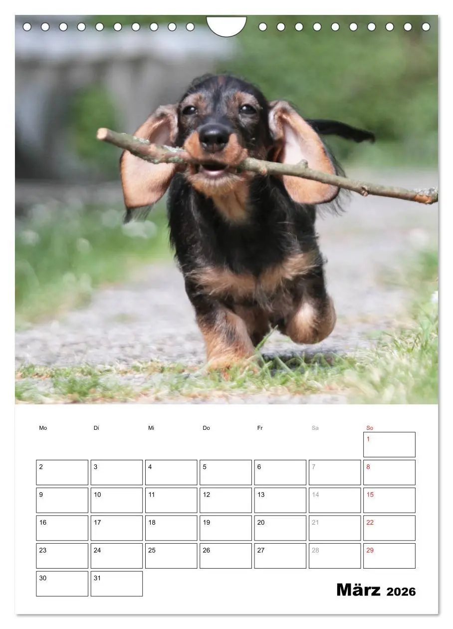 Bild: 9783516450460 | Geliebte Rabauken - Rauhaardackel (Wandkalender 2026 DIN A4 hoch),...